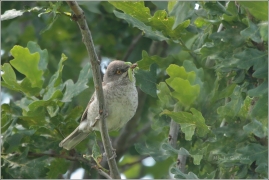 <p>PĚNICE VLAŠSKÁ (Sylvia nisoria) /Berred warbler - Sperbergerasmücke/</p>